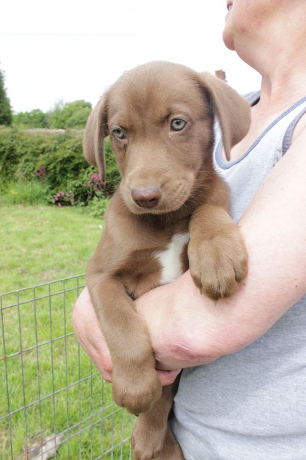  Regalo Cucciolata di weimaraner con 1 vaccinazione, sverminati, dotati di microchip con iscrizione 