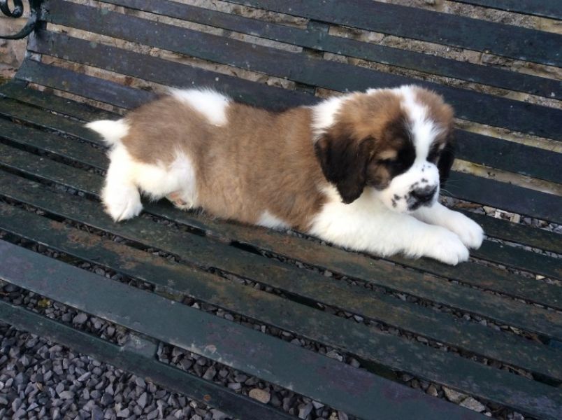 Regalo adorabili cuccioli san bernardo femminucce e maschietti disponibili