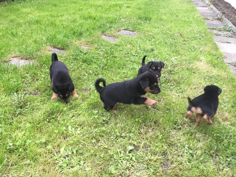  cuccioli di ROTTWEILER   per adozione ( regalo  )
