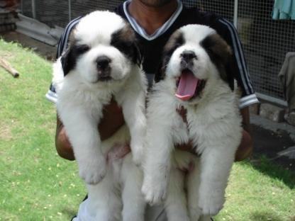 REGALO SPLENDIDI CUCCIOLI DI SAN BERNARDO   disponibili cuccioli di San Bernardo Maschietti e Femmi