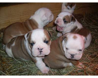REGALO BULLDOG INGLESE CUCCIOLI PER L'ADOZIONE