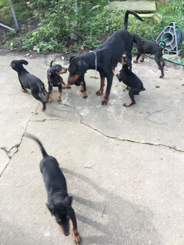  Regalo adorabili cuccioli Dobermann