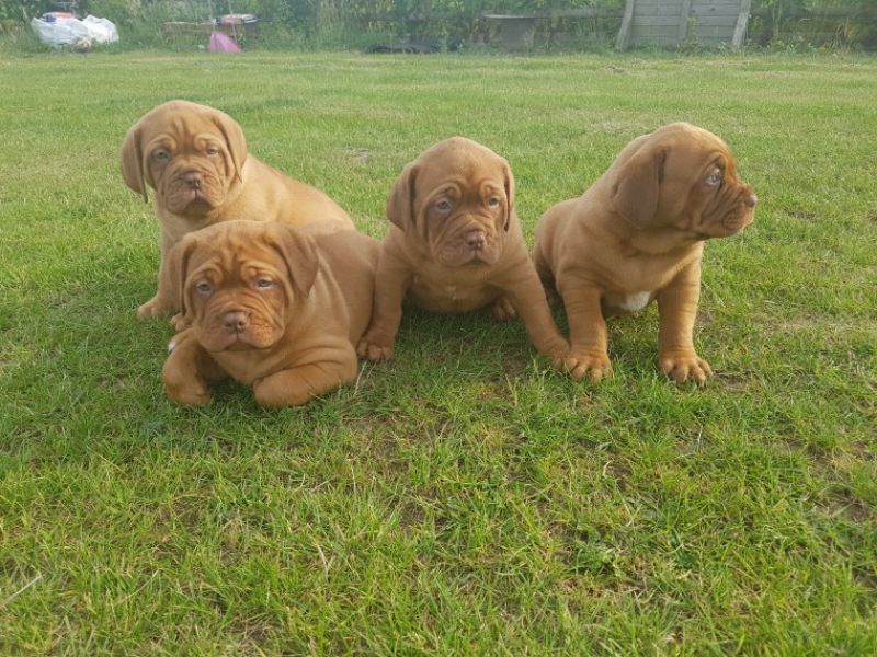 Regalo Cuccioli di Dogue de bordeaux in pronta consegna