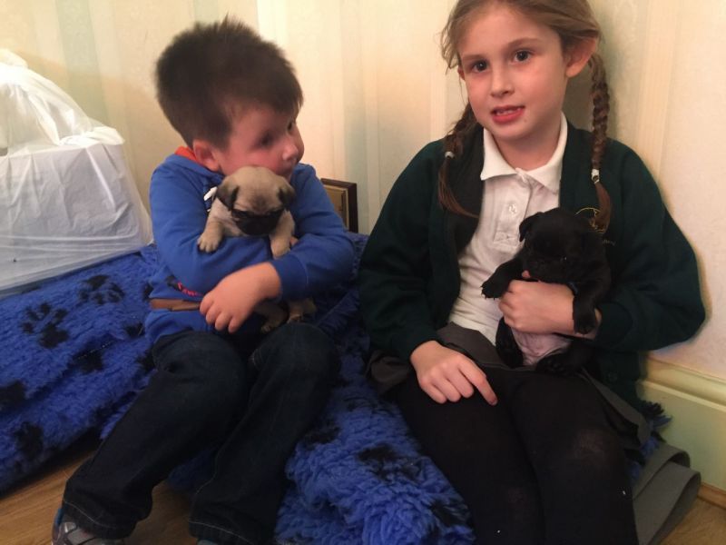 Glamour bellissimi cuccioli Pug Pedigree per l'adozione      