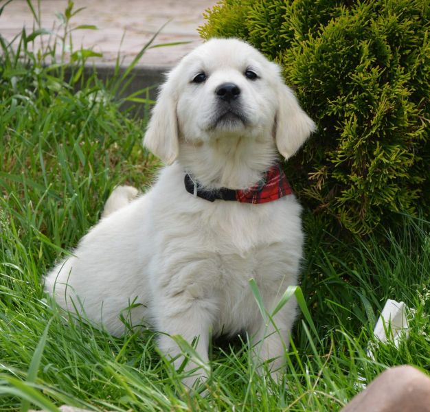 Cuccioli di golden retriever  per adozione ( regalo  )