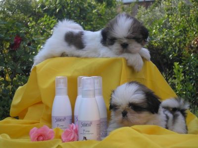 allevamento esclusivo di shihtzu SOLARO