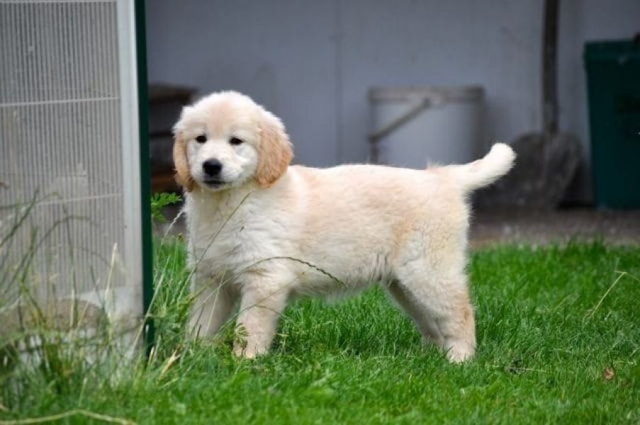  regalo cuccioli di Golden retriver disponibili per l'adozione
