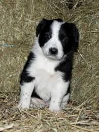 Preziosi cuccioli di Border Collie per l'adozione