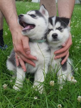 RE.GA.LO cuccioli Siberian Husky uno Maschio e Femmina,,,,,,,,,,
