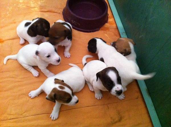 REGALO JACK RUSSEL CUCCIOLI (PEDIGREE)  adorabile maschio e femmina jack russel cuccioli disponibili