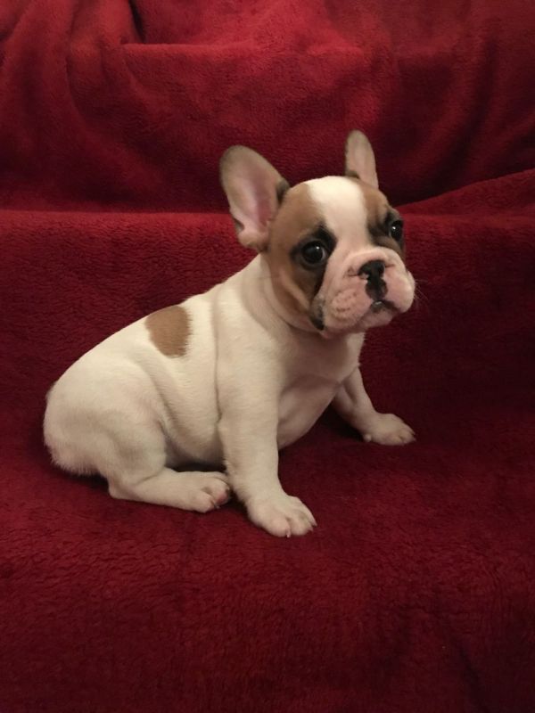 Bulldog Francese cucciolata