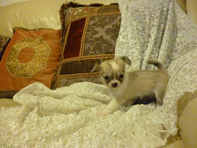 Chihuahua cucciola vendo