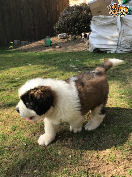 Regalo adorabili cuccioli san bernardo femminucce e maschietti disponibili
