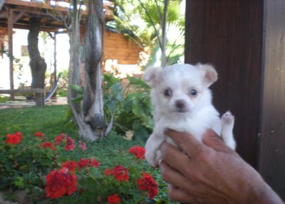 CHIHUAHUA PELO LUNGO