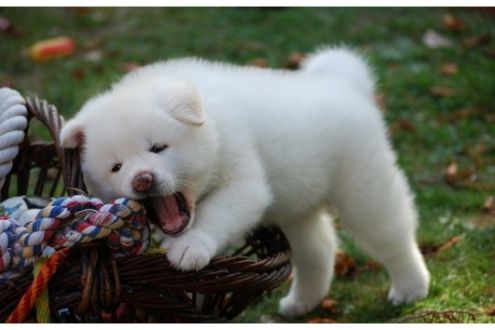  Cuccioli di Akita Inu