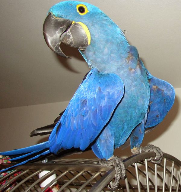  maschio e femmina blu  ara pappagalli