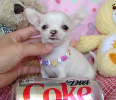 cuccioli a pelo corti e lungo maschi e femmini da casa!!!