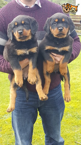 REGALO Cuccioli di rottweiler 2 femmine e un maschietto.