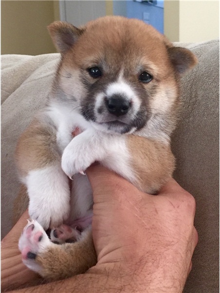  Regalo Cuccioli di Shiba inu  in pronta consegna i cuccioli verranno Dato dopo 90 giorni dalla nasc