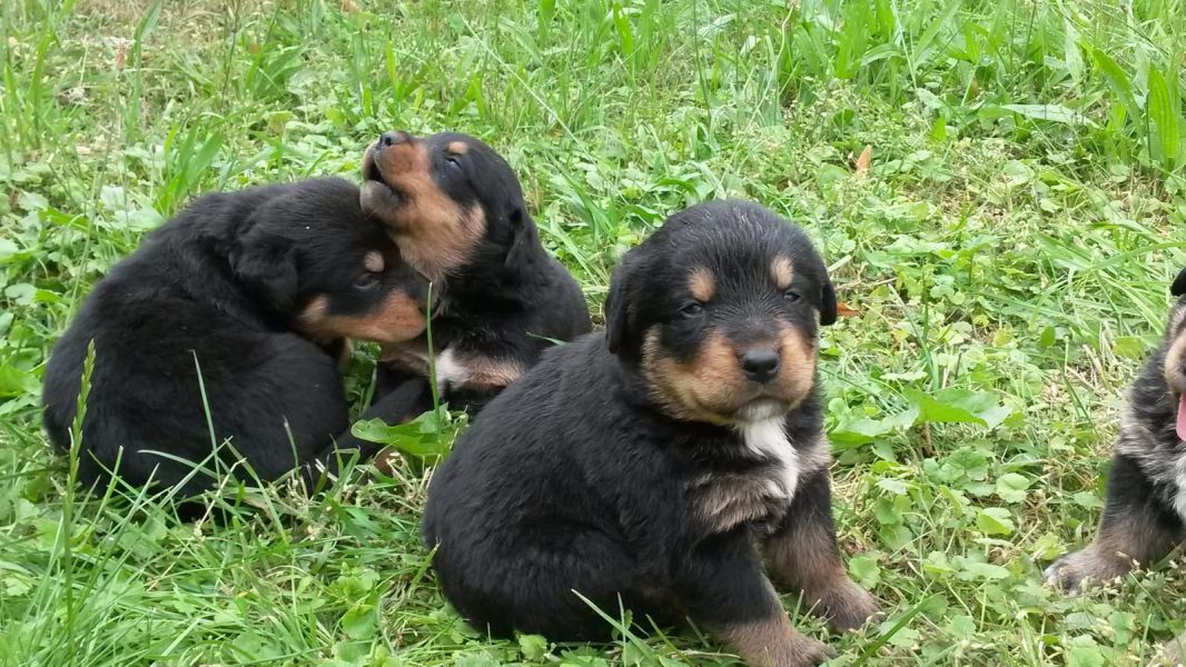 Molto bella e sani cuccioli di ROTTWEILER  per adozione maschi e femmine disponibili (gratis)