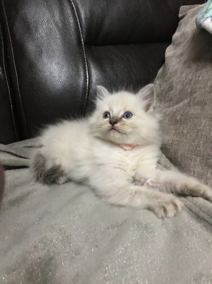 REGALO gattini Ragdoll ora abbiamo i seguenti gatti Ragdoll  disponibili  per ulteriori informazioni