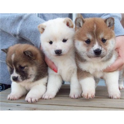 Disponibili cuccioli akita-inu 3 mesi completi di vaccinazioni,