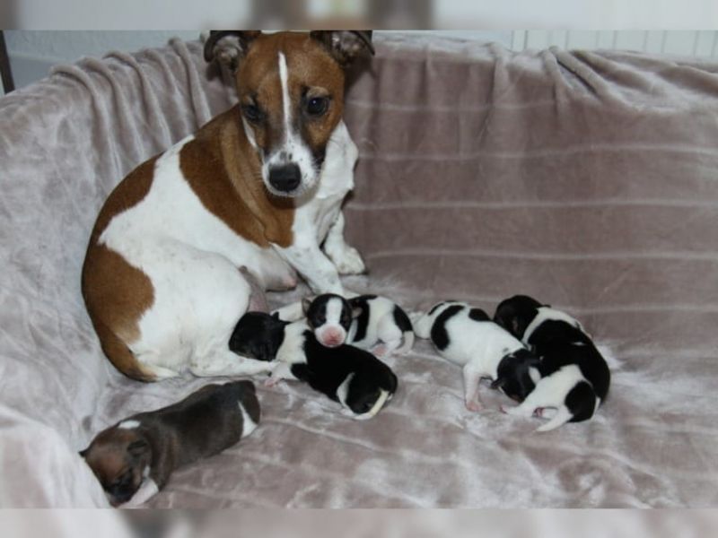 Sono disponibile bellissime cuccioli jack russell .IN REGALO