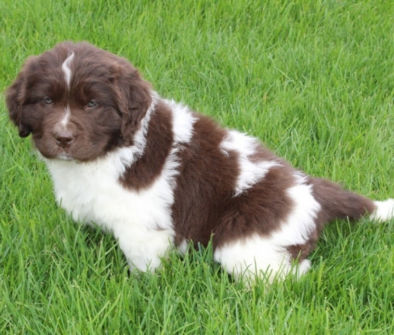 Regalo cuccioli di TERRANOVA
