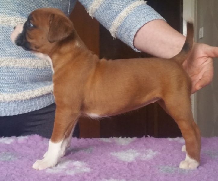   Regalo Cuccioli Boxer