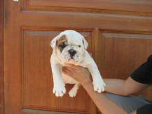 	 BULLDOG FRANCESE CUCCIOLATA NERI E BIANCO E NER