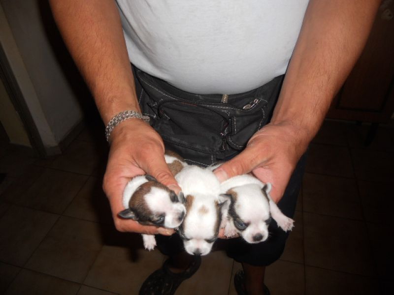 Cuccioli splendidi