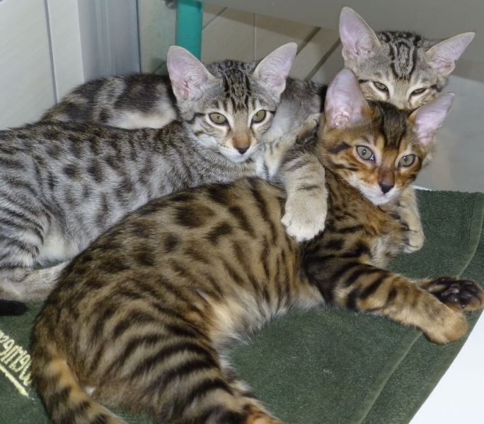  Molto bella e sani gattini Savannah  per adozione (gratis)