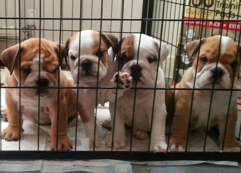Regalo Bulldog inglese cuccioli disponibili