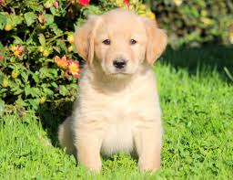 Abbiamo disponibili cuccioli di labrador