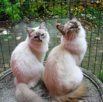 cucciolate gattini Sacri di Birmania