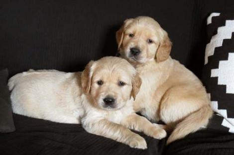   REGALO CUCCIOLI DI GOLDEN RETRIEVER DISPONIBILI CONTATTACI SUBITO  Disponibili subito 2 splendidi 
