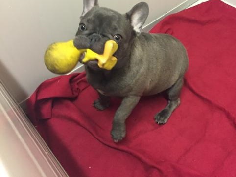 Bouledogue francese:Cucciolo bulldog francese