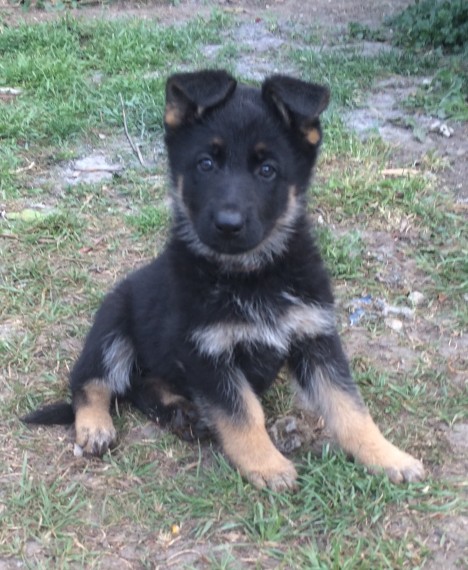 Regalo adorabili cuccioli pastore australiano femminucce e maschietti