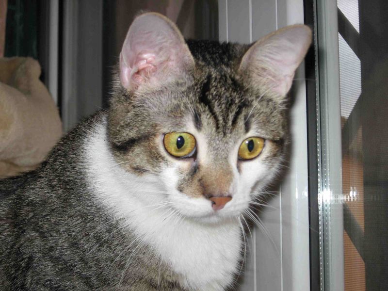 Morgan, bellissimo cucciolotto