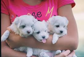 Regalo Cuccioli maltesi maschio e femmina disponibili