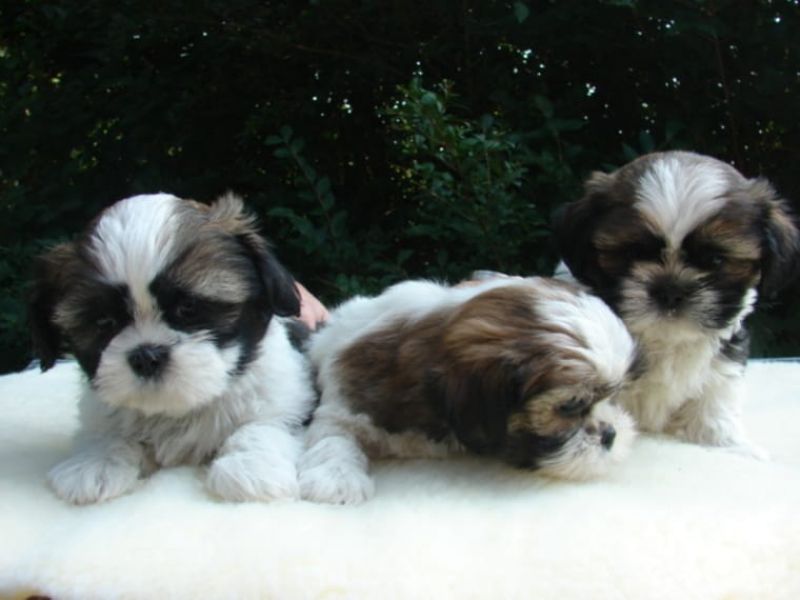 REGALO Cuccioli Shih Tzu