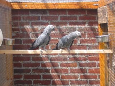 Regalo dei miei pappagalli grigi del Gabon