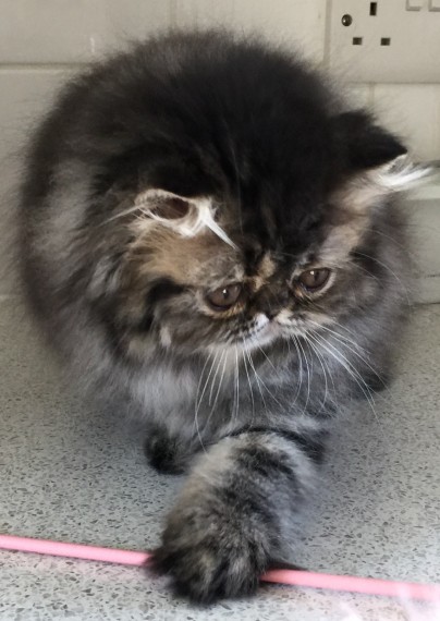 Belle gattini persiano