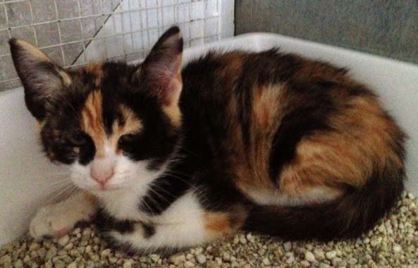 Venere, micia dal manto calico scuro