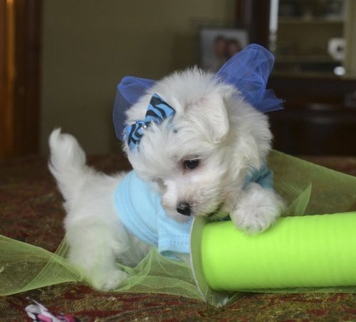 Cuccioli di micro maltese per adozione ( regalo  )