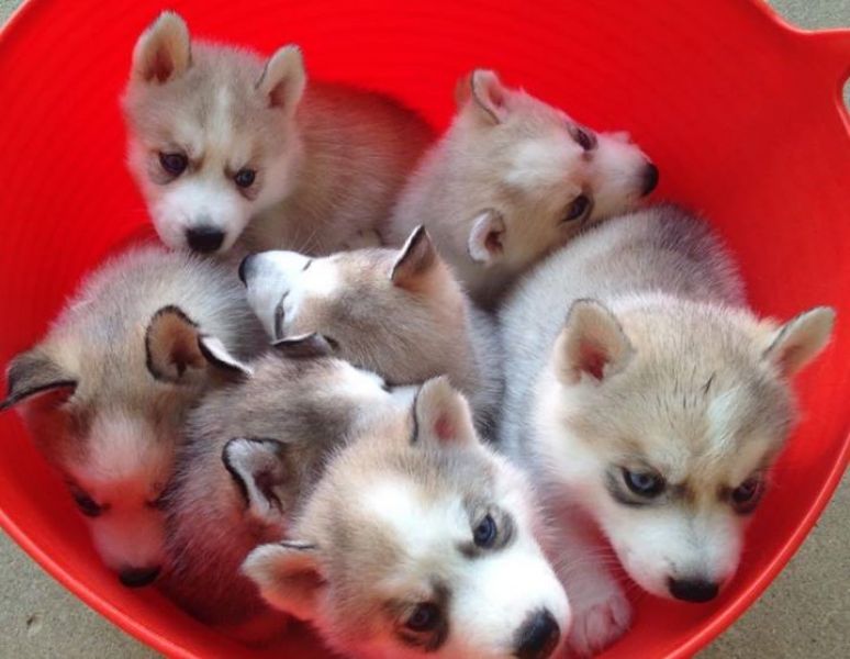 cuccioli di Sibarian husky  per adozione ( maschio e femmina )