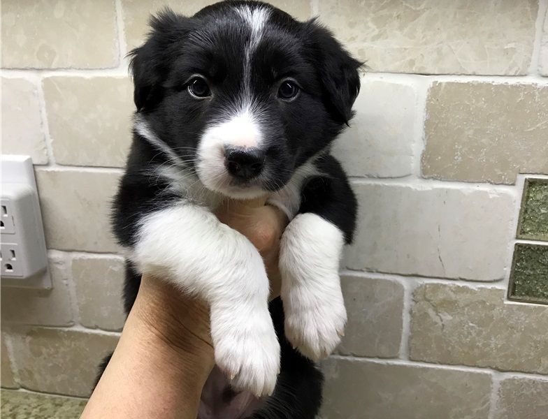 Regalo Cucciolo di Border collie in pronta consegna
