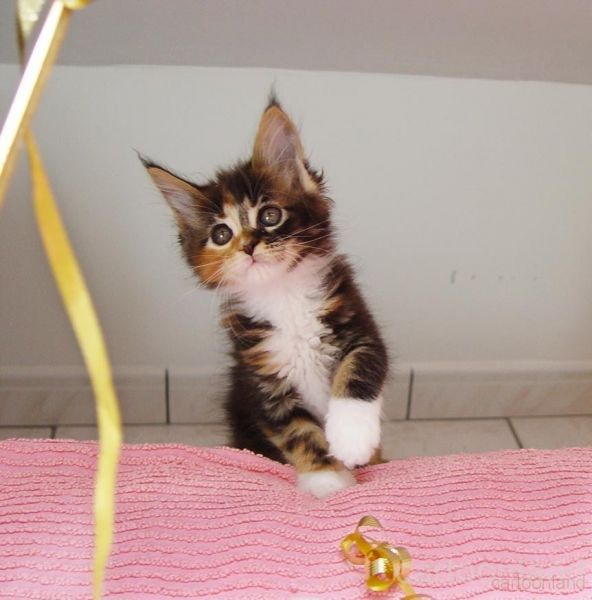 Cuccioli di Maine Coon disponibili