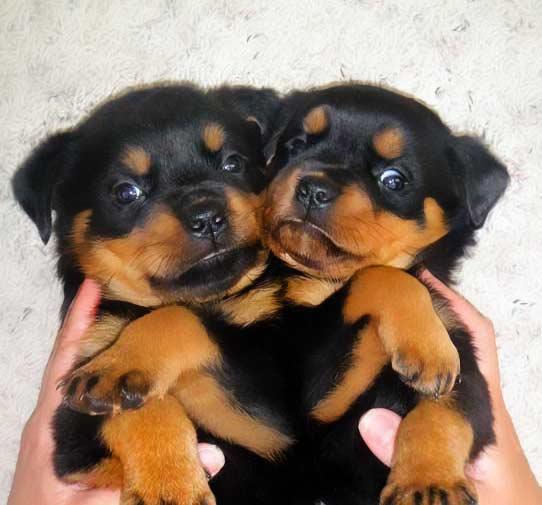 Regalo Cuccioli di Rottweiler in pronta consegna i cuccioli verranno Dato dopo 90 giorni dalla nasci