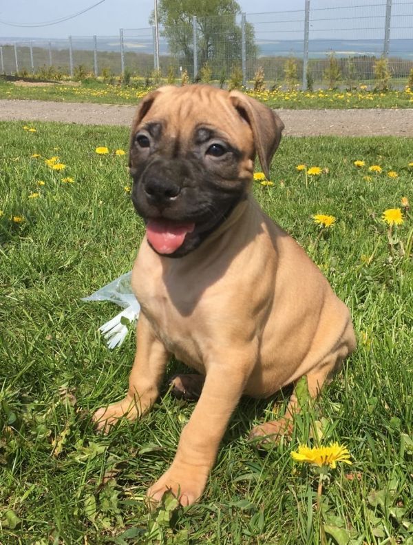 Cuccioli di bullmastiff  per adozione ( regalo  )